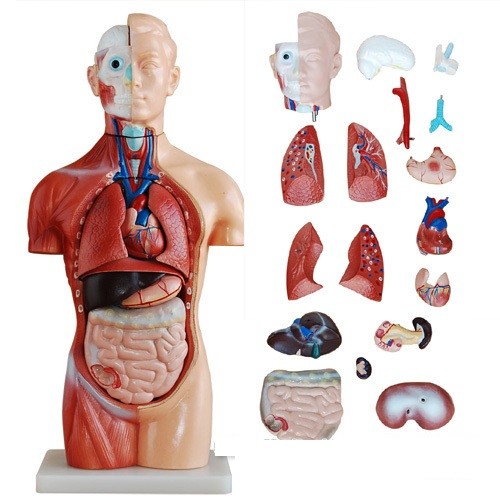 Human Anatomy Torso 18 Parts