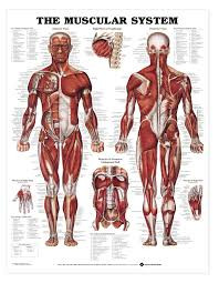 Human Anatomy Charts