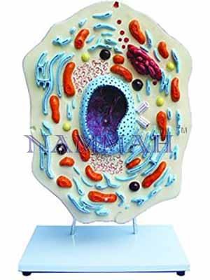 Animal Cell Three Dimensional Zoology Anatomy Model