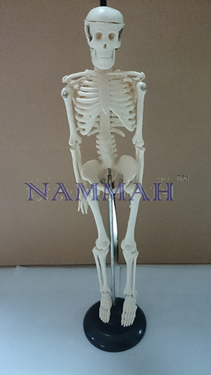 Human Skeleton Small